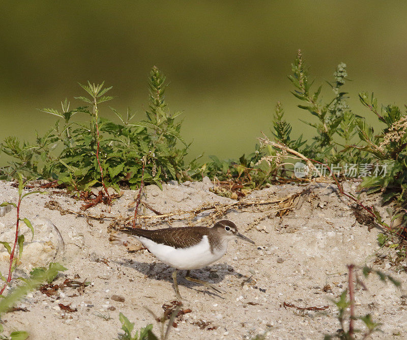 普通鹬(Actitis hypoleucos)